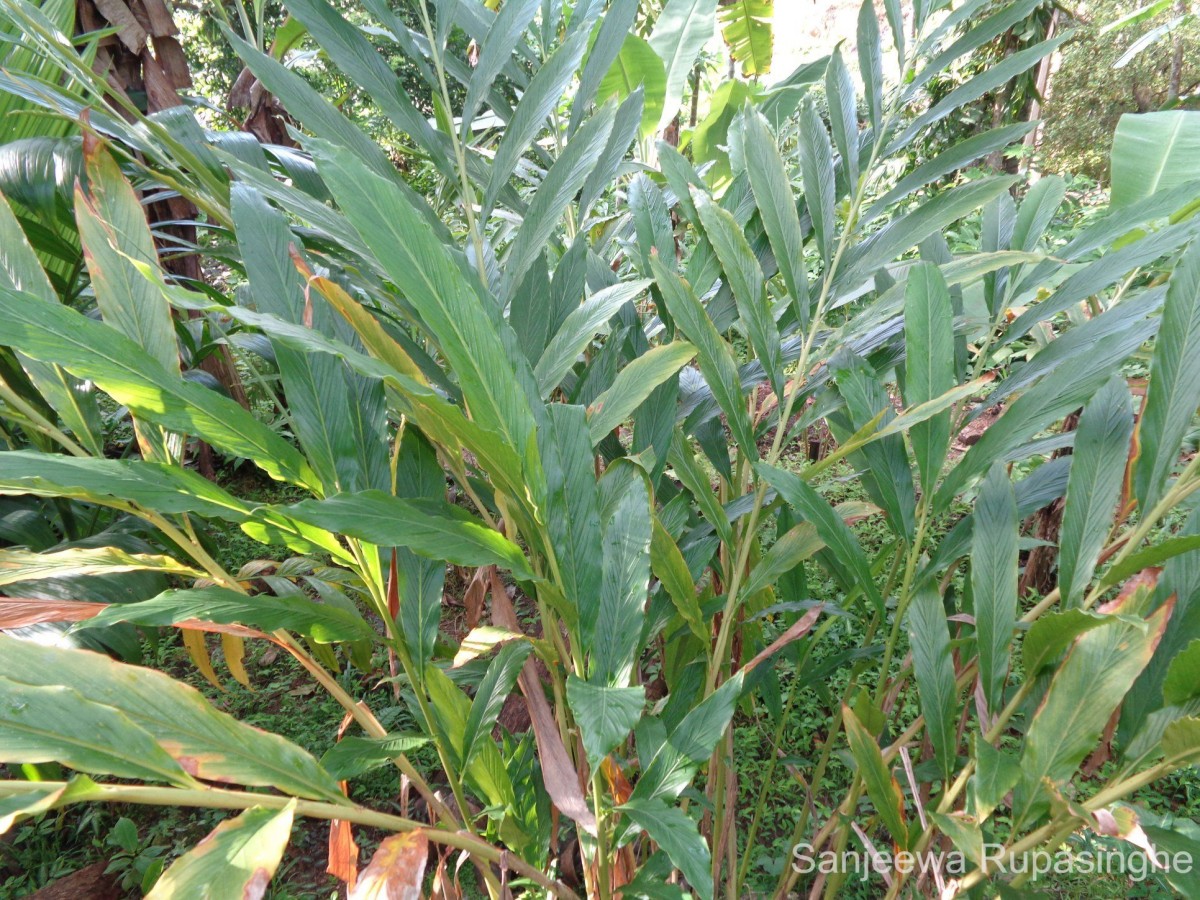 Elettaria cardamomum (L.) Maton